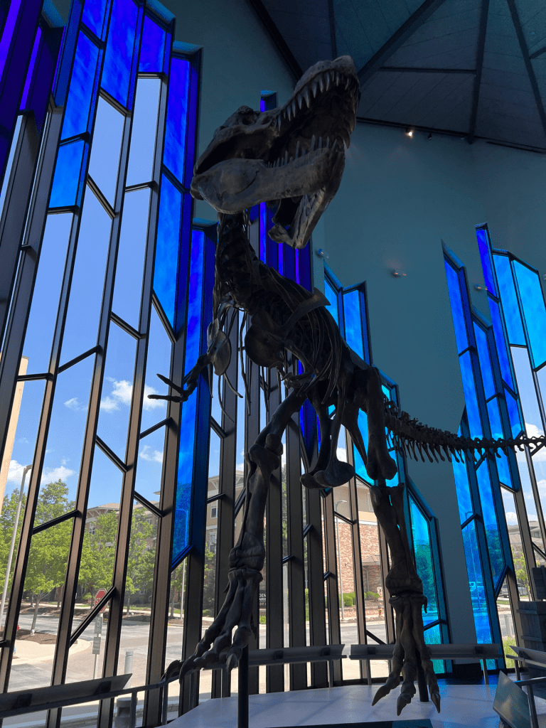 Skeleton of a T-rex in a museum.